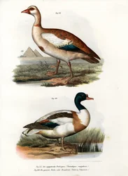 Nilgans